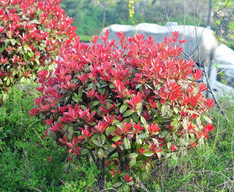 重庆红叶石楠 重庆红叶石楠