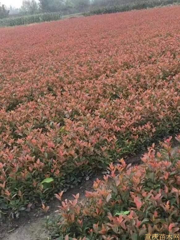 重庆红叶石楠 重庆红叶石楠