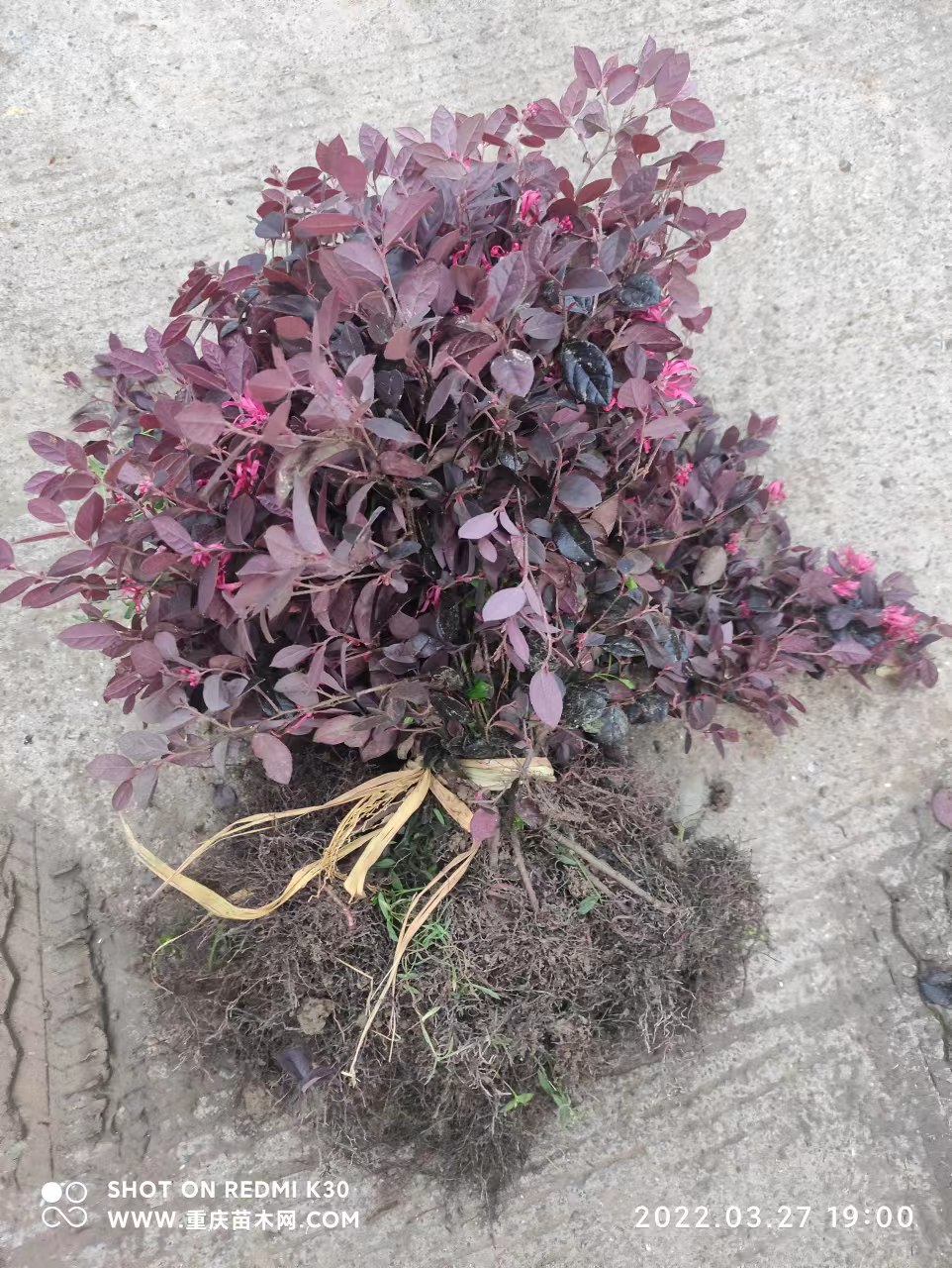 重庆地区红继木的种植养护和病虫害防治